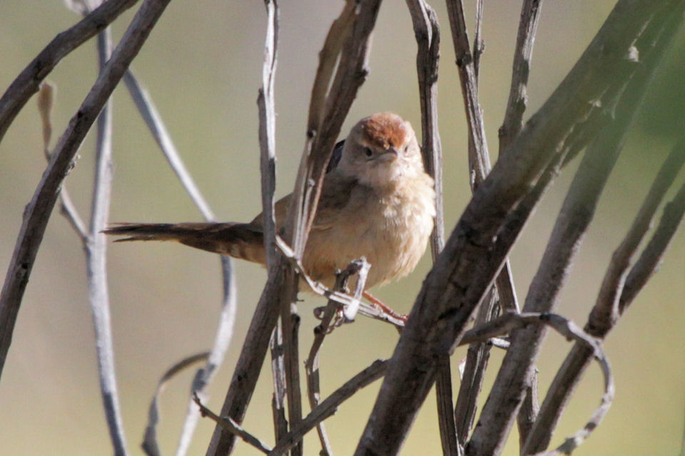 Spinifexbird (Eremiornis carteri)